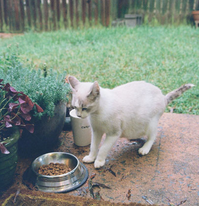 cats01