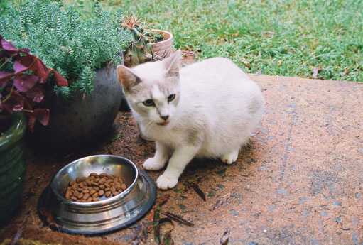 cats02