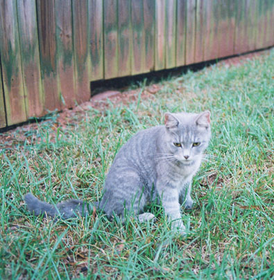cats04