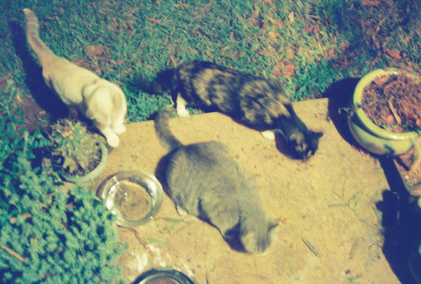 cats06