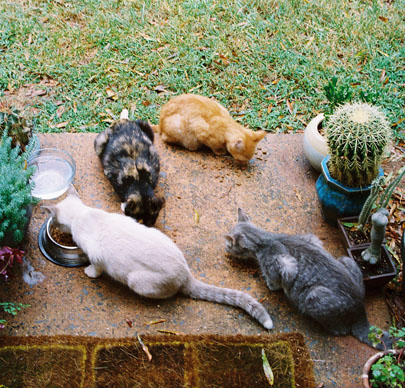 cats07