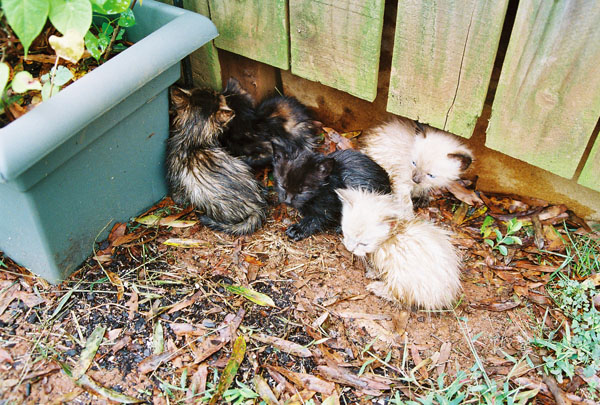 cats08