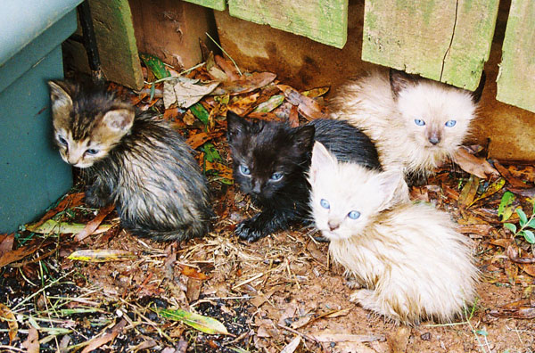 cats09