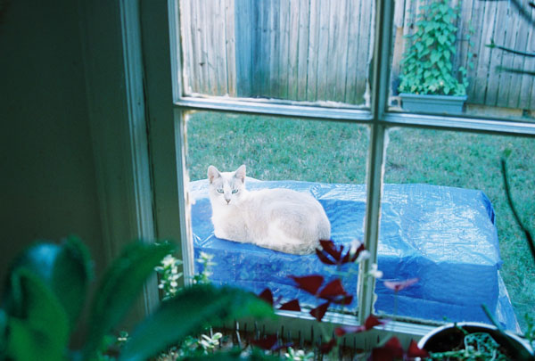 cats11