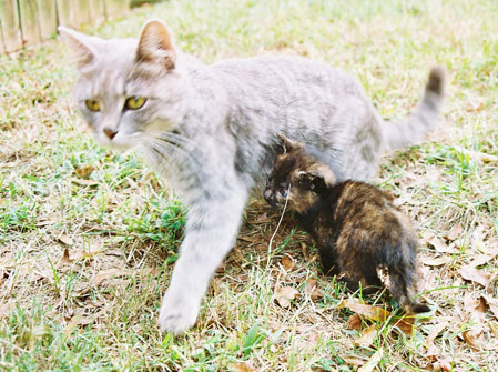 cats12