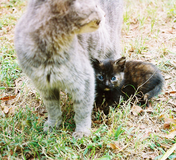 cats13