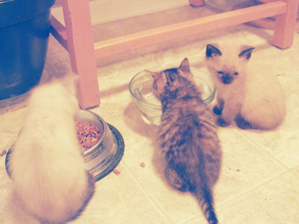 cats15