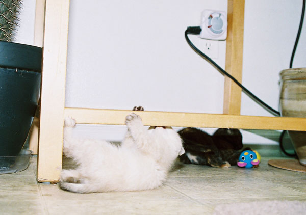 cats17