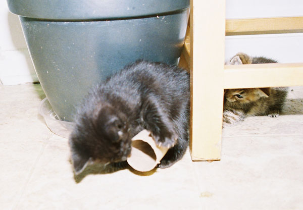 cats18