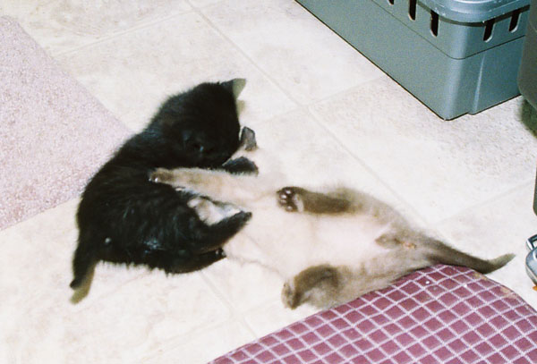 cats19