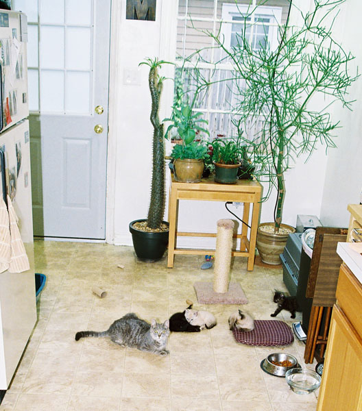cats20
