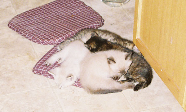cats21