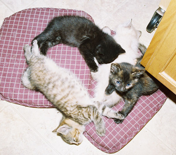 cats22
