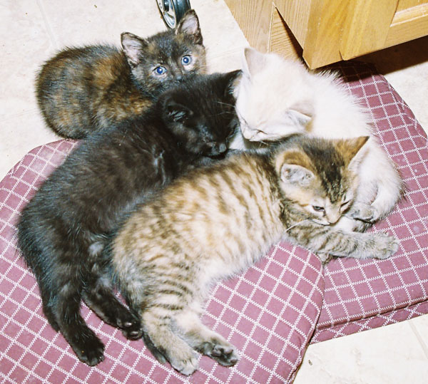 cats23