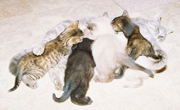 cats24