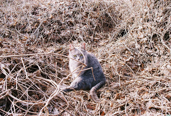 cats25