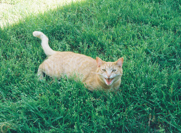 cats27
