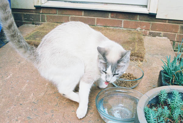 cats28