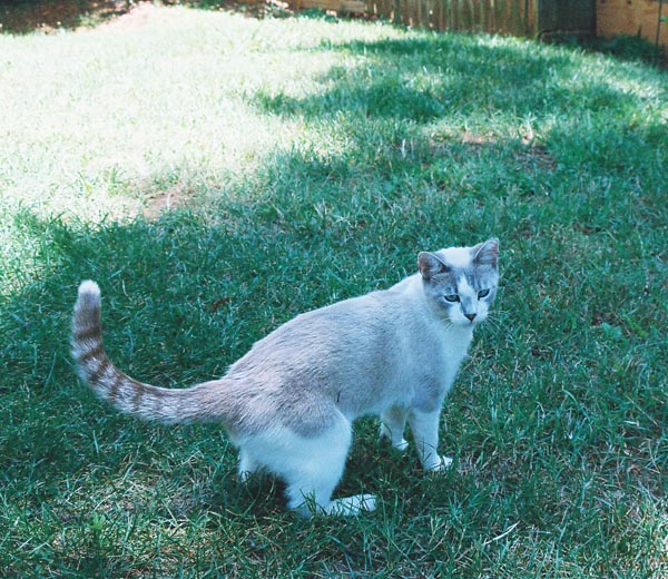 cats29