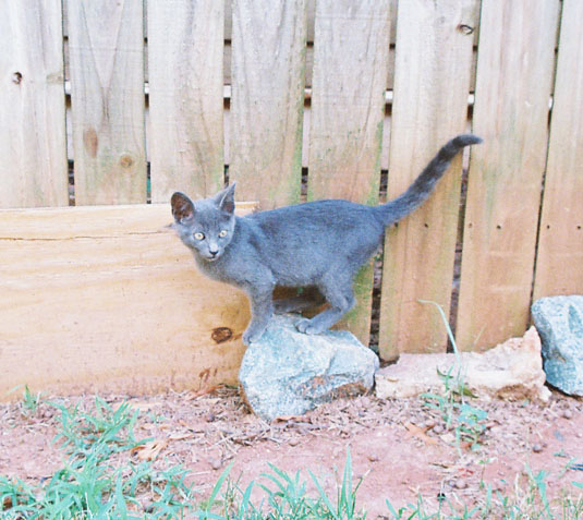 cats30