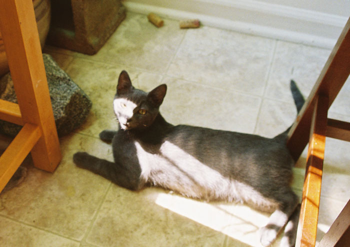 cats32