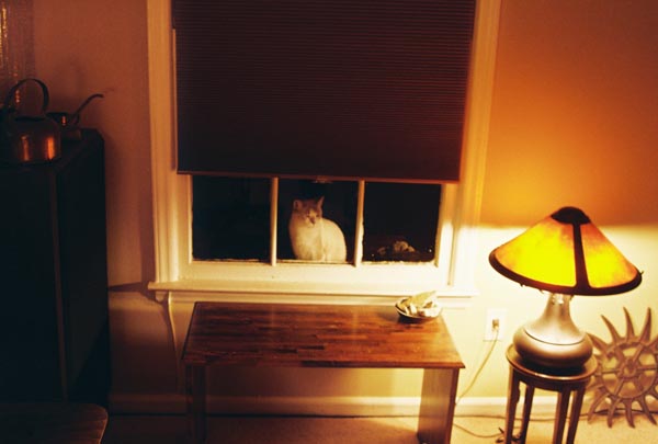 cats33