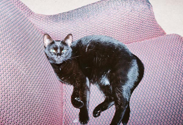cats34