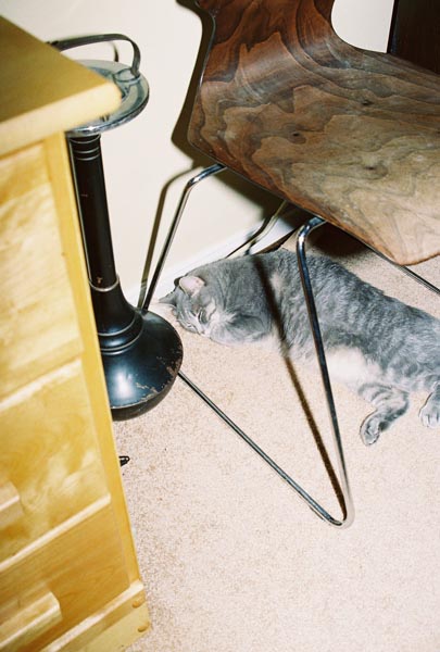 cats35
