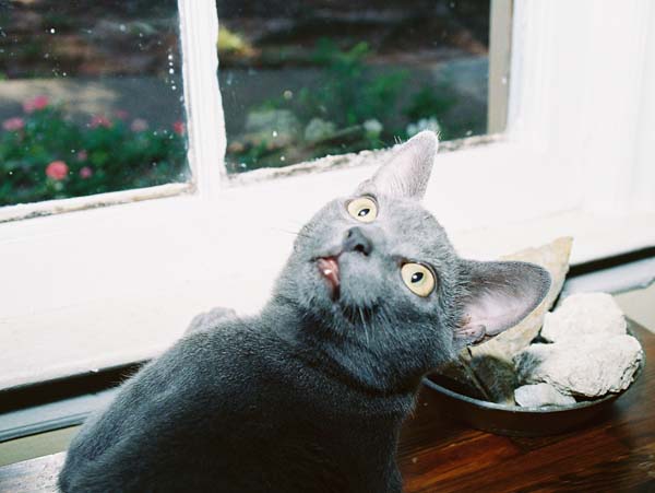 cats36