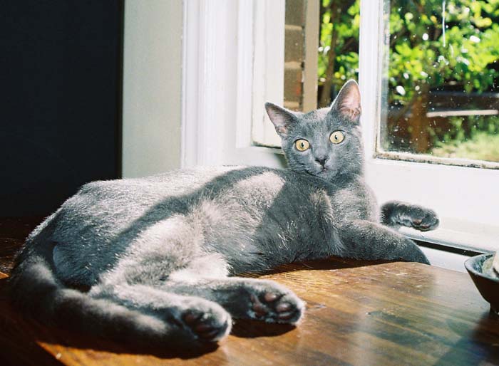 cats37