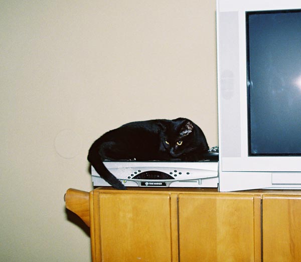 cats38