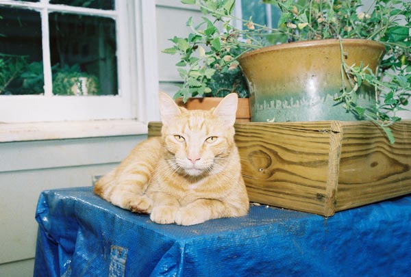 cats39